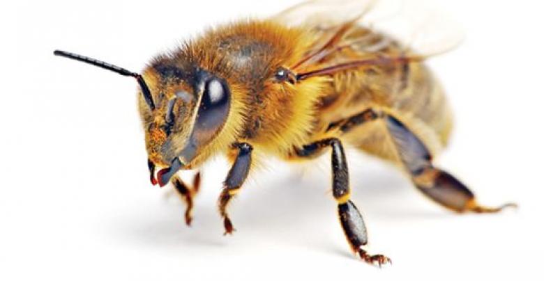 Arının Morfolojisi Ve Anatomisi Nedir?