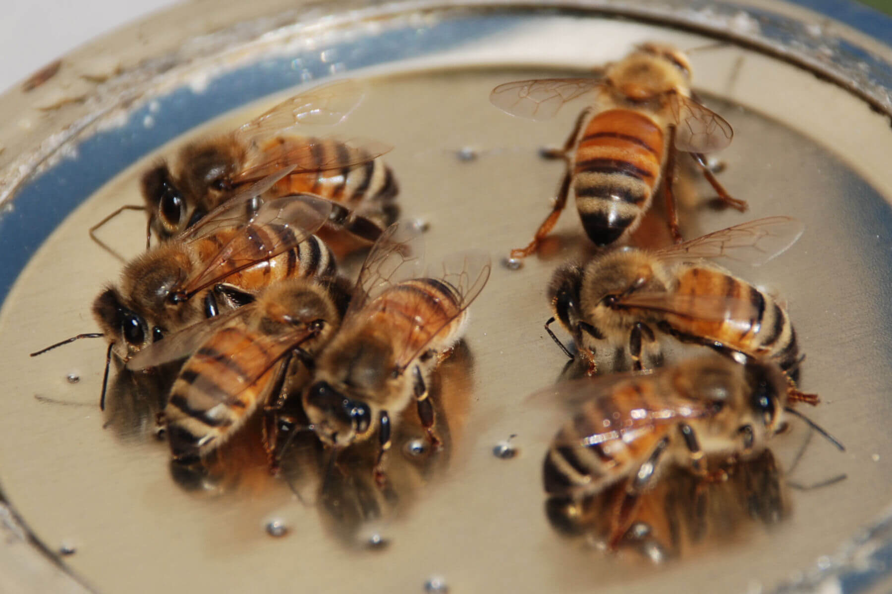 Arı Ve Arı Irkları Nelerdir?