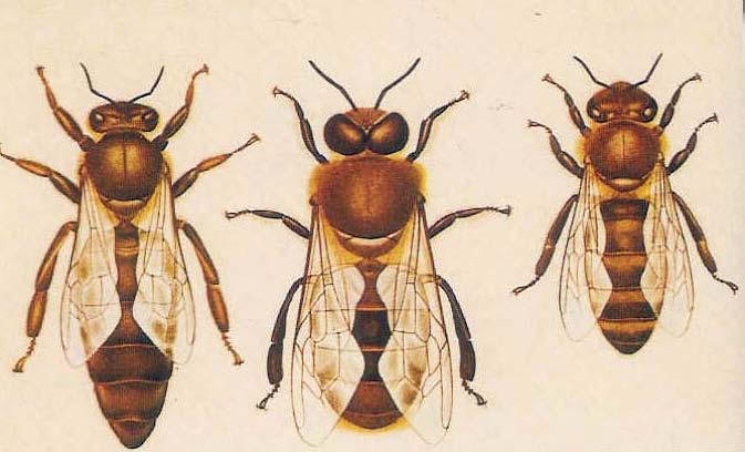 Arı Kolonisini Oluşturan Bireyler (Ana Arı, İşçi Arı, Erkek Arı)