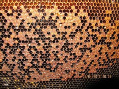 Amerikan Yavru Çürüklüğü Hastalığı