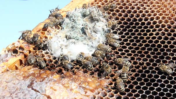 Avrupa Yavru Çürüklüğü Hastalığı