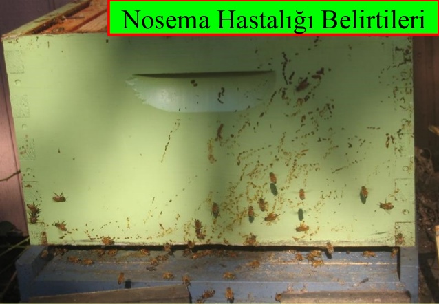 Nosema Hastalığı Nedir, Nasıl Mücadele Edilir?