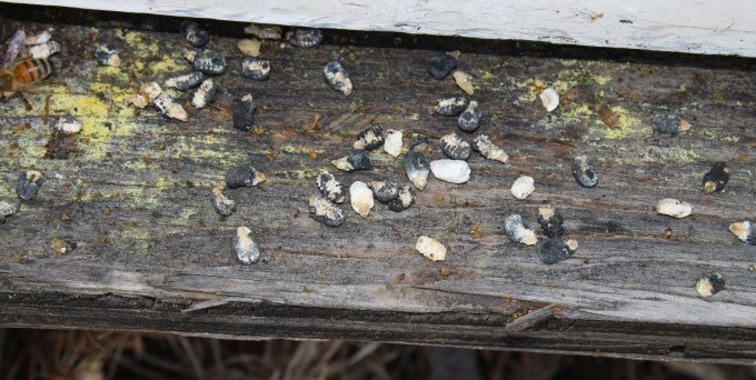 Arılarda Kireç Hastalığı Nedir, Nasıl Mücadele Edilir? Arılarda Kireç Hastalığı Nedir?