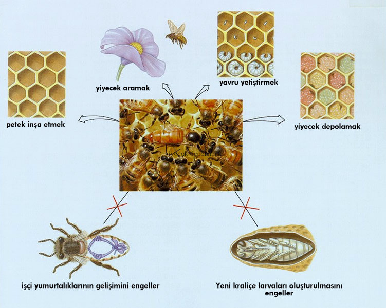 İşçi Arının Görevleri Nelerdir?