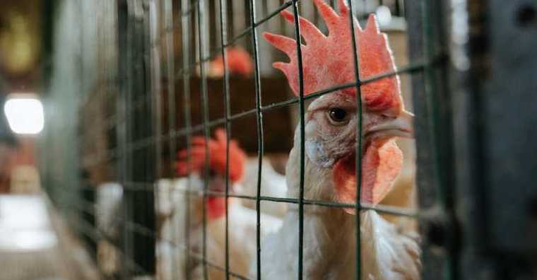 Kümes Hayvancılığı