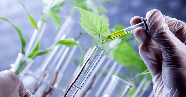 Yeni Hibrit Tohumsal Çeşitler