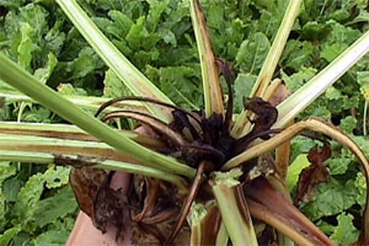 Şeker Pancarında Bor Noksanlığı