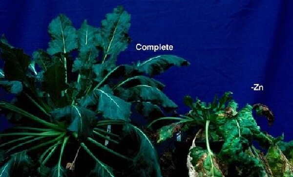 Şeker Pancarında Çinko Noksanlığı