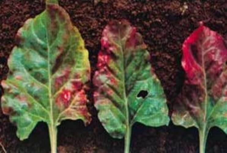 Şeker Pancarında Fosfor Eksikliği Nedir, Nasıl Anlaşılır?