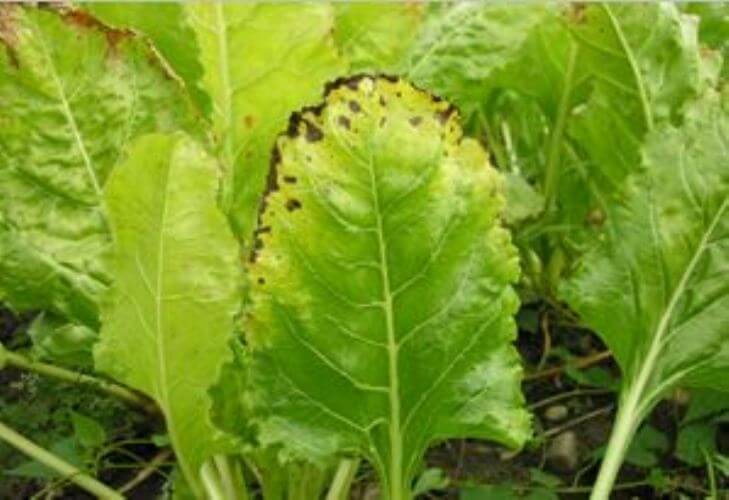 Şeker Pancarının Magnezyum Eksikliği Nedir, Nasıl Anlaşılır?