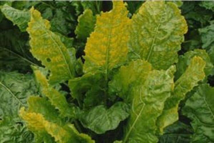 Şeker Pancarında Mangan Eksikliği Nedir, Nasıl Anlaşılır? Şeker Pancarında Mangan Noksanlığı