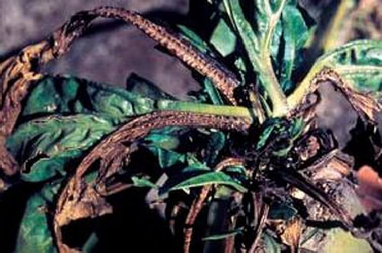 Şeker Pancarında Potasyum Eksikliği Nedir, Nasıl Anlaşılır? Şeker Pancarında Potasyum Noksanlığı