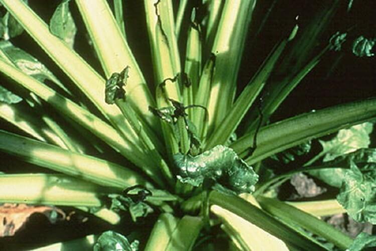 Şeker Pancarında Kalsiyum Eksikliği Nedir, Nasıl Anlaşılır?