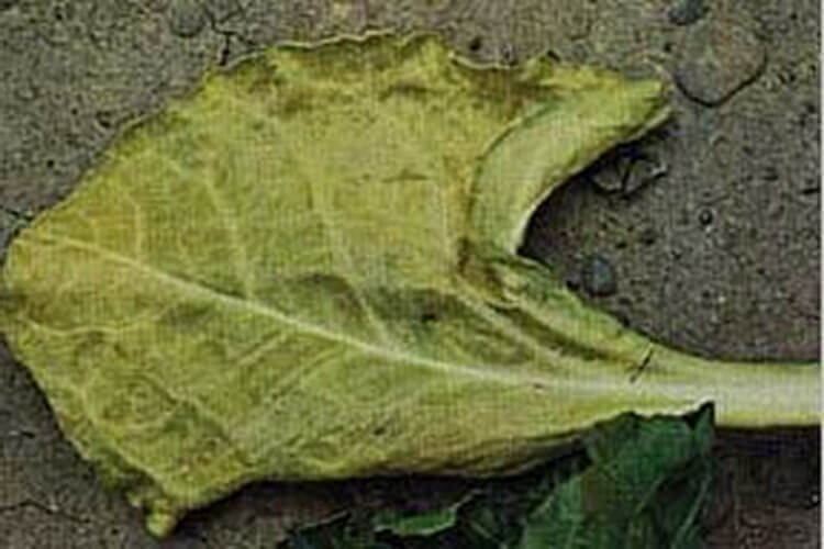 Şeker Pancarında Azot Noksanlığı