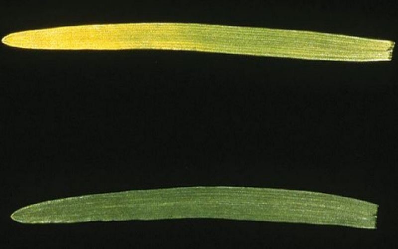 Buğdayda Azot Eksikliği Nedir, Nasıl Anlaşılır?