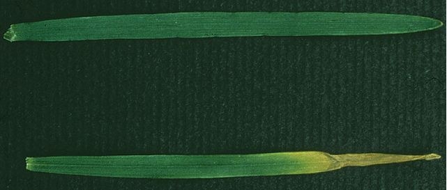 Buğdayda Fosfor Eksikliği Nedir, Nasıl Anlaşılır? Buğdayda Fosfor Eksikliği Nedir, Nasıl Anlaşılır?