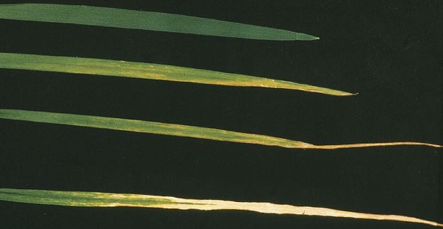 Buğdayda Potasyum Eksikliği Nedir, Nasıl Anlaşılır?