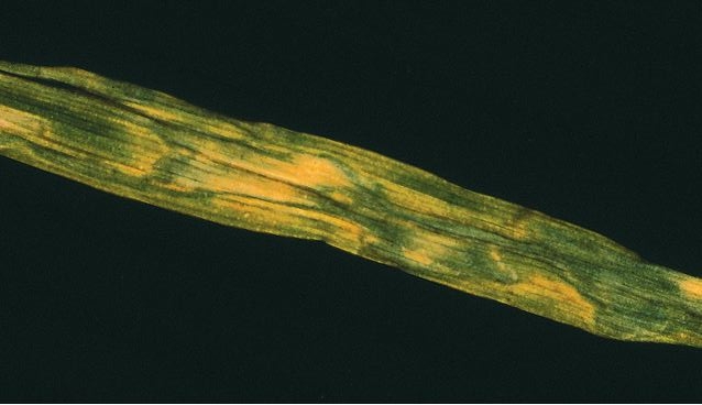 Buğdayda Çinko Eksikliği Nedir, Nasıl Anlaşılır?