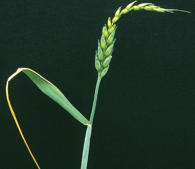 Buğdayda Bakır Eksikliği Nedir, Nasıl Anlaşılır?