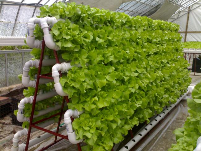 Topraksız Tarımda Dikey Torbalarda Yetiştiricilik Nasıl Yapılır?