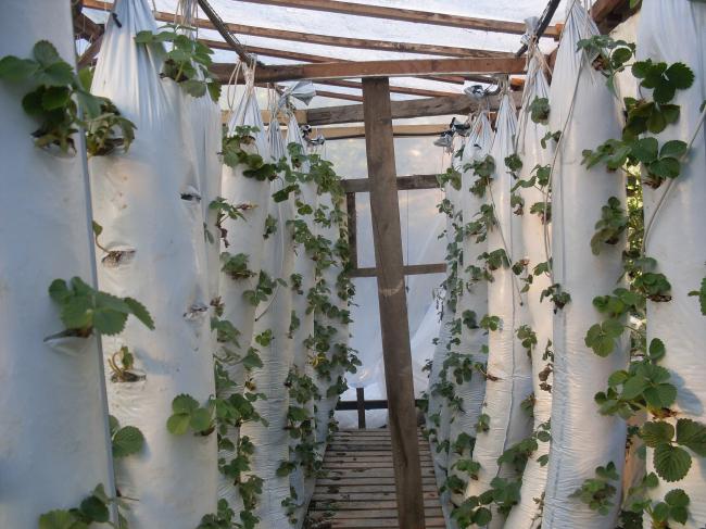 Topraksız Tarımda Dikey Torbalarda Yetiştiricilik