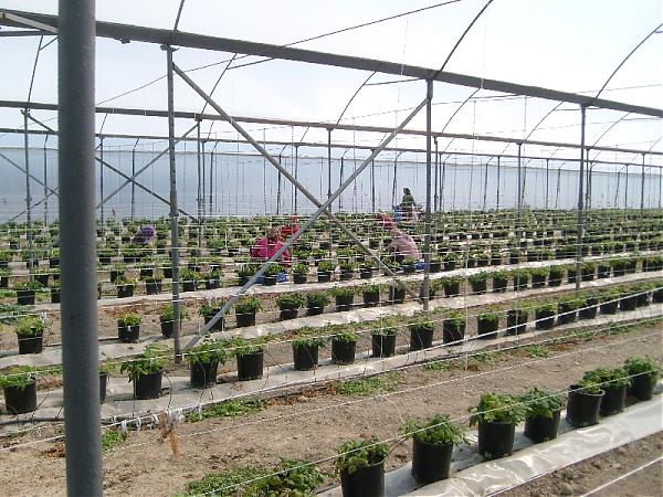 Topraksız Tarımda Saksılarda Yetiştiricilik