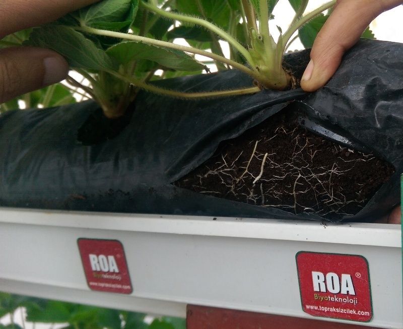 <a title='Topraksız Tarımın Seracılıkta Yaygınlaşmasının Nedenleri Nelerdir?' href='https://www.muhendistarim.com.tr/konu/3517/topraksiz-tarimin-seracilikta-yayginlasmasinin-nedenleri-nelerdir'>Topraksız</a> Tarımda Torbalarda Yetiştiricilik Nasıl Yapılır? Torbalarda Yetiştiricilik