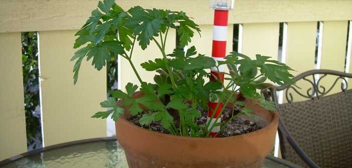 Balkonunuzda Maydanoz Yetiştirin