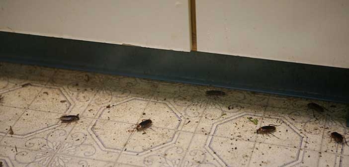 Hamam Böceklerinden Nasıl Kurtulunur?