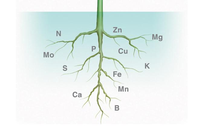 Mikro Besin Elementleri Nelerdir?