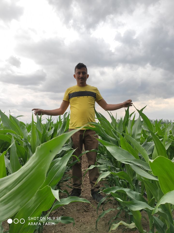 Mısır Tarımı Nasıl Yapılır? Mısır Tarımı Nasıl Yapılır?