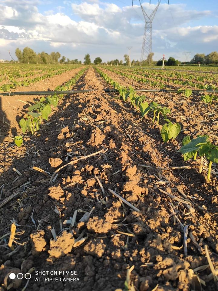 Fasulye Yetiştiriciliği Nasıl Yapılır? kuru fasulye tarlası