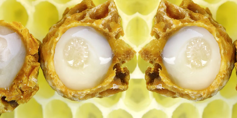 Arı Sütü Nedir, Faydaları Nelerdir?