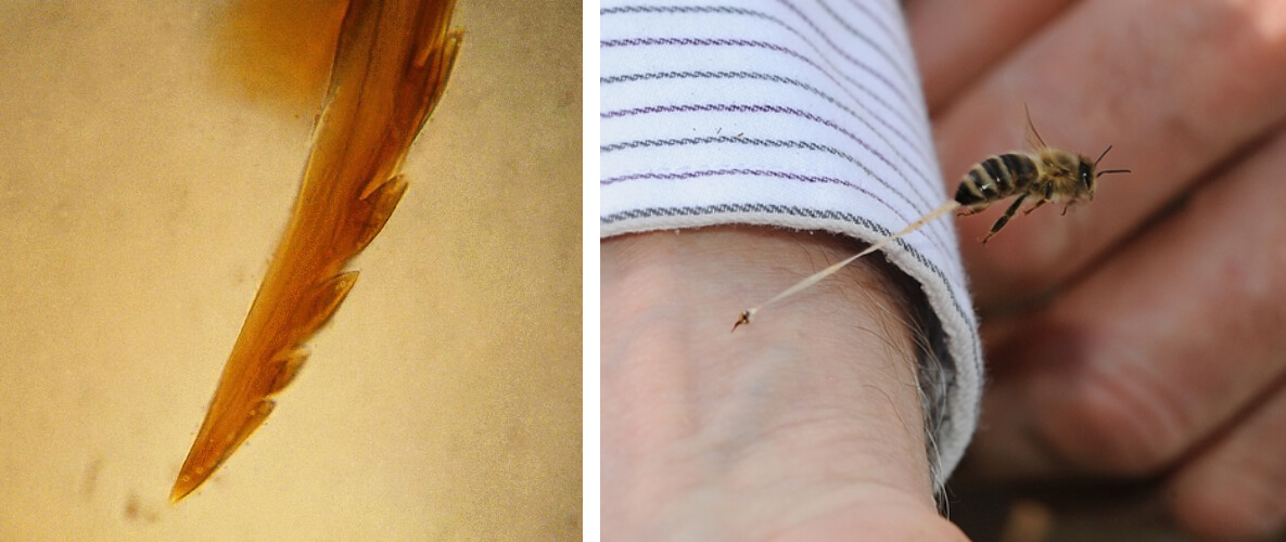 Propolis Ve Arı Zehiri Nedir?