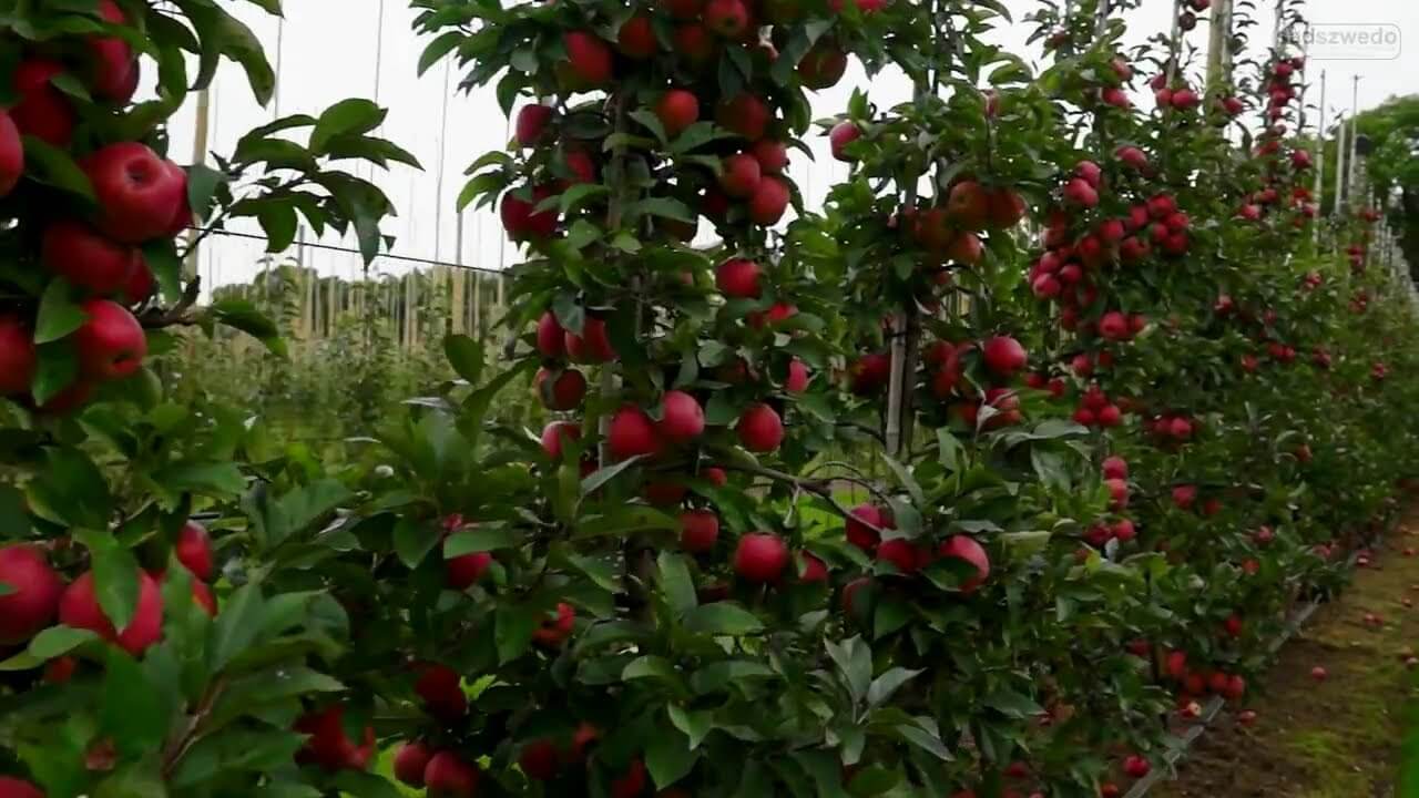 Elma Yetiştiriciliği - Tam Bodur - Yarı Bodur
