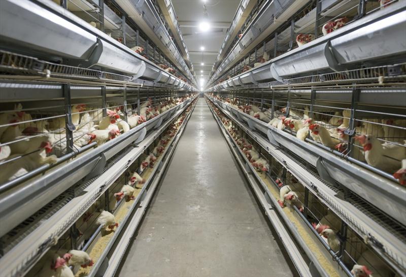 Yumurta Tavukçuluğu