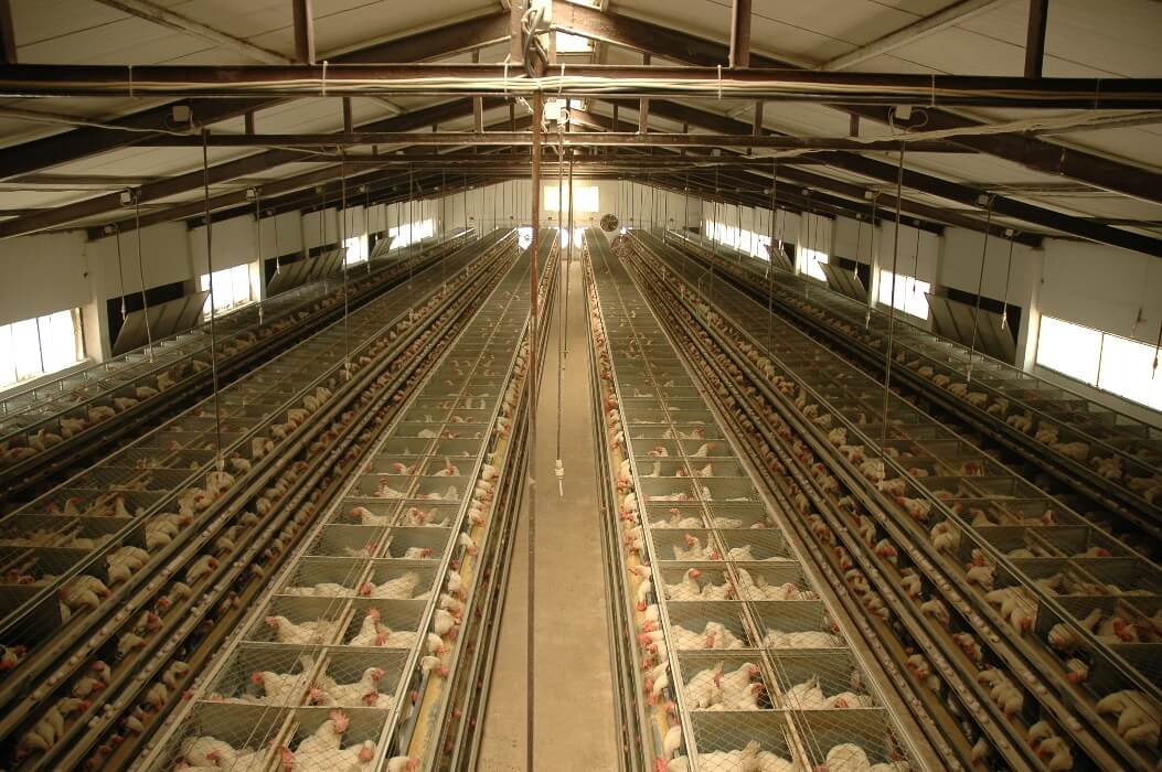 Kafes Sistemi Kümesler