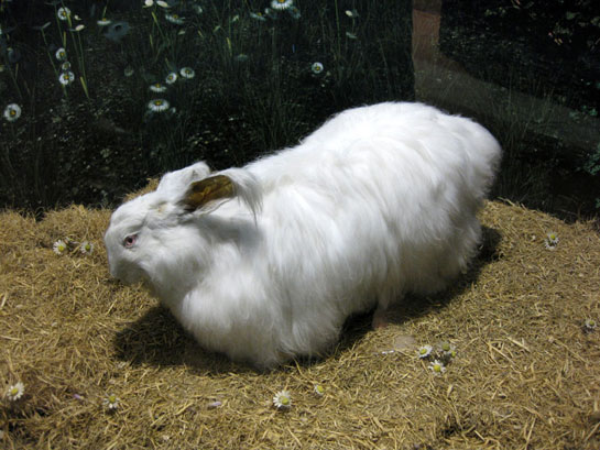 Angora Tavşanı Nasıl Yetiştirilir?