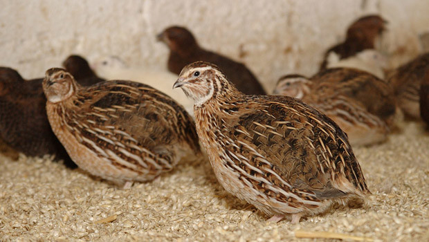 Bıldırcın Yetiştiriciliği