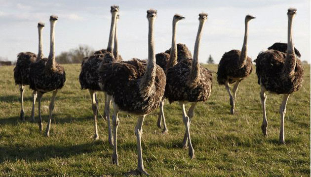 Devekuşu Yetiştiriciliği 