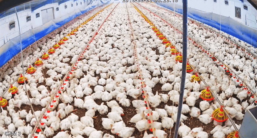 Etlik Piliç Yetiştiriciliği