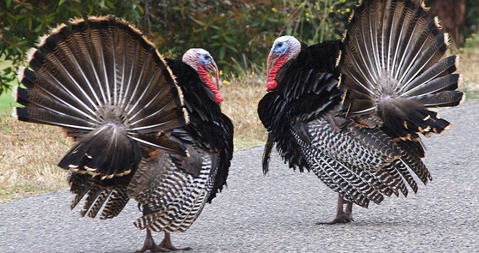 Hindi Yetiştiriciliği