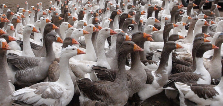 Kaz Yetiştiriciliği