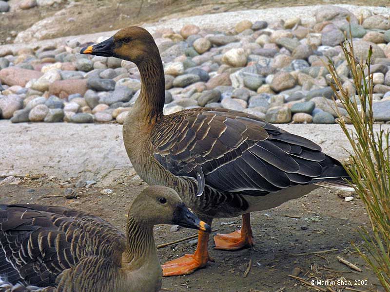 Pekin Ördeği Yetiştiriciliği