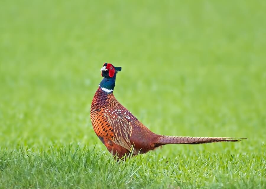 Sülün Yetiştiriciliği Nedir, Nasıl Yapılır?