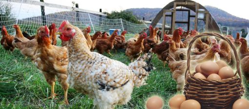 Yumurta tavukçuluğu