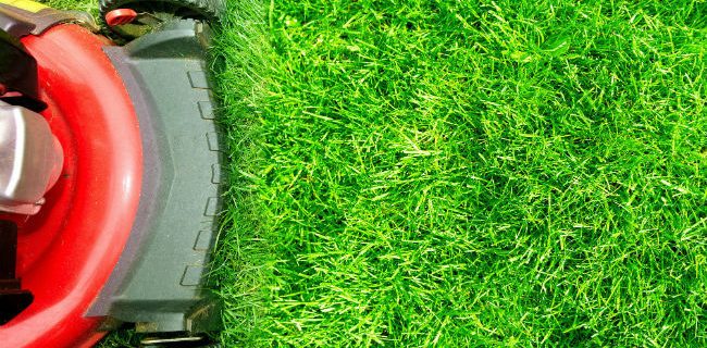 Çim Nasıl Ekilir, Kaç Günde Çimlenir?