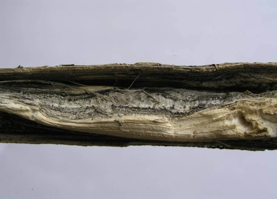 Ayçiçeğinde Kömür Çürüklüğü Hastalığı