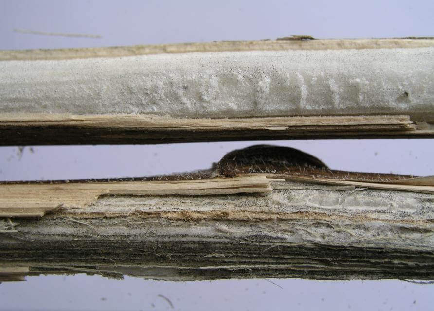 Ayçiçeğinde Kömür Çürüklüğü Hastalığı