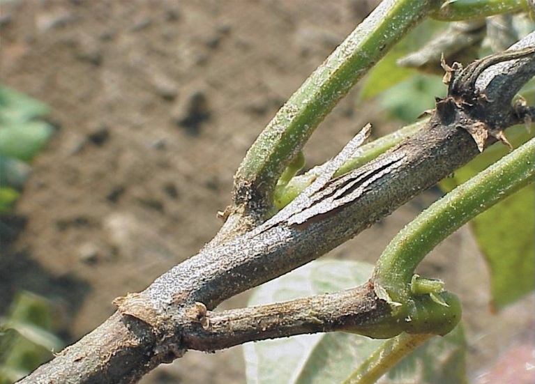 Ayçiçeğinde Kömür Çürüklüğü Hastalığı